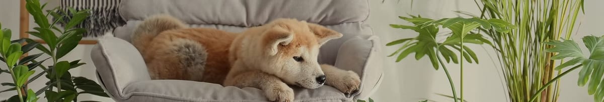 Cozy living room with a puppy in a chair
